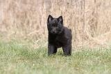 SCHIPPERKE 365